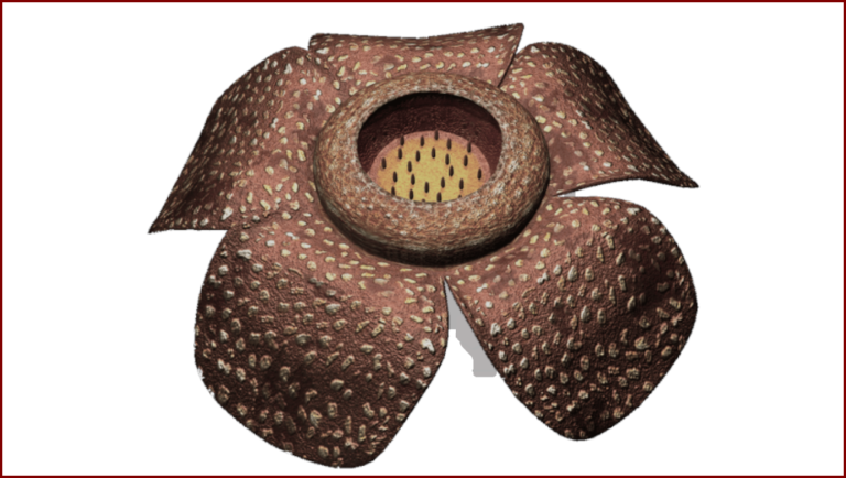 Mertie (ou Rafflesia)