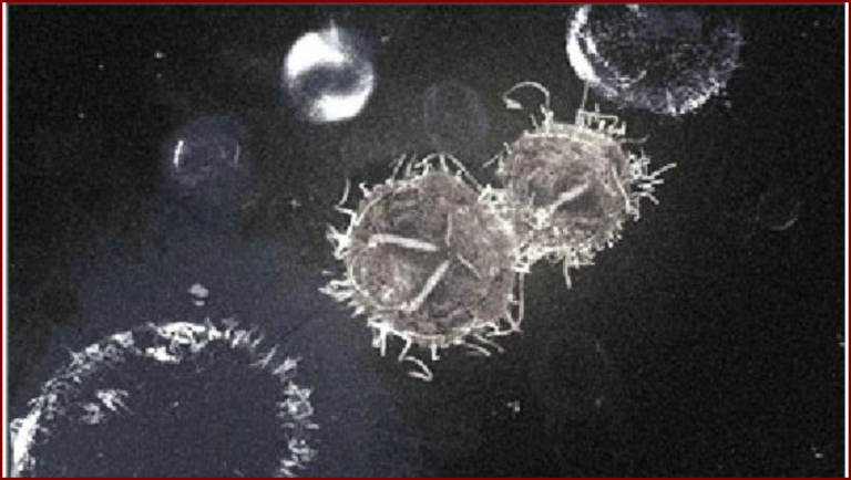 PHOTOS D'UN VIRUS - IMG 2 (Bureau Informatique du B.S.A.A.)