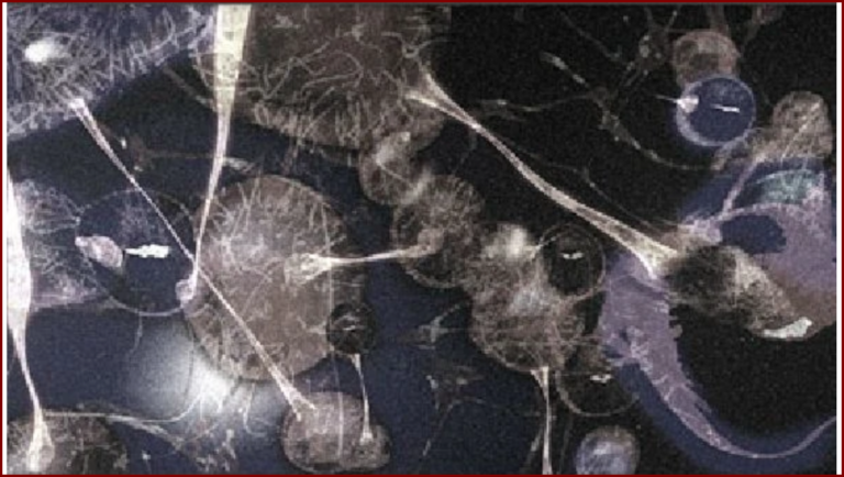 PHOTOS D'UN VIRUS - IMG 3 (Bureau Informatique du B.S.A.A.)