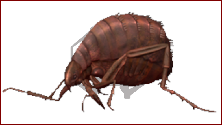 Resident Evil Outbreak FILE #2/Biohazard Outbreak FILE 2