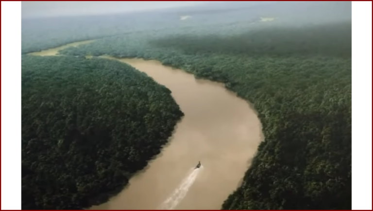 Rivière et Forêt Amazonienne