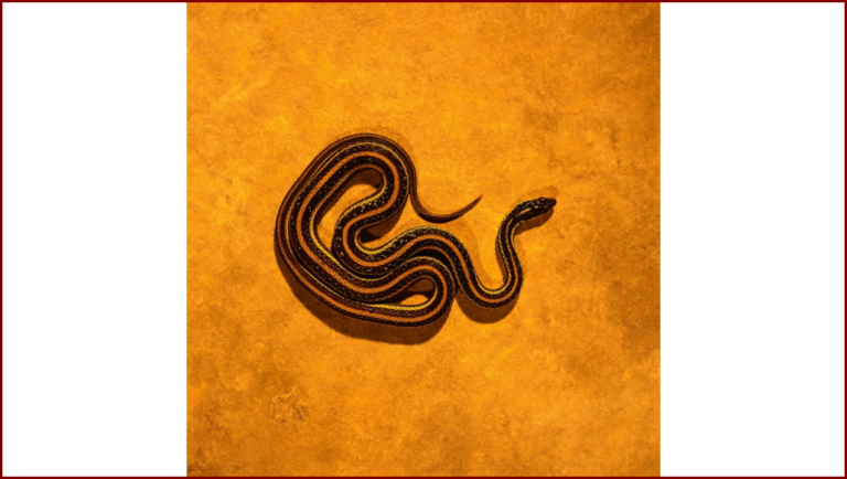 Serpents Sacrés