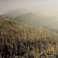 Monts Arklay et Foret Raccoon